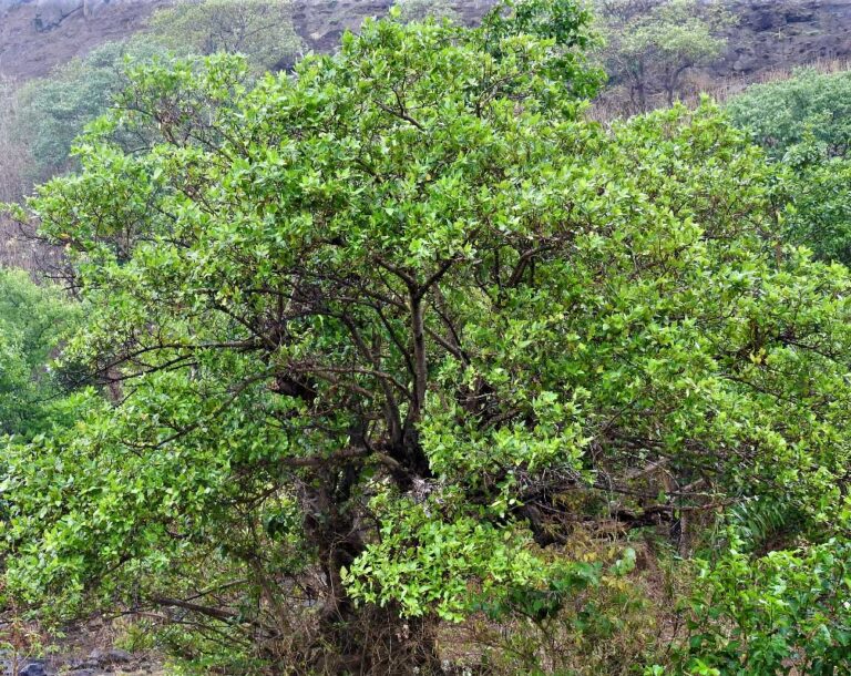 Ficus-recemosa-tree