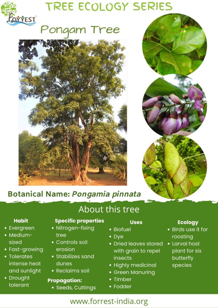 Pongamia pinnata Tree series_English