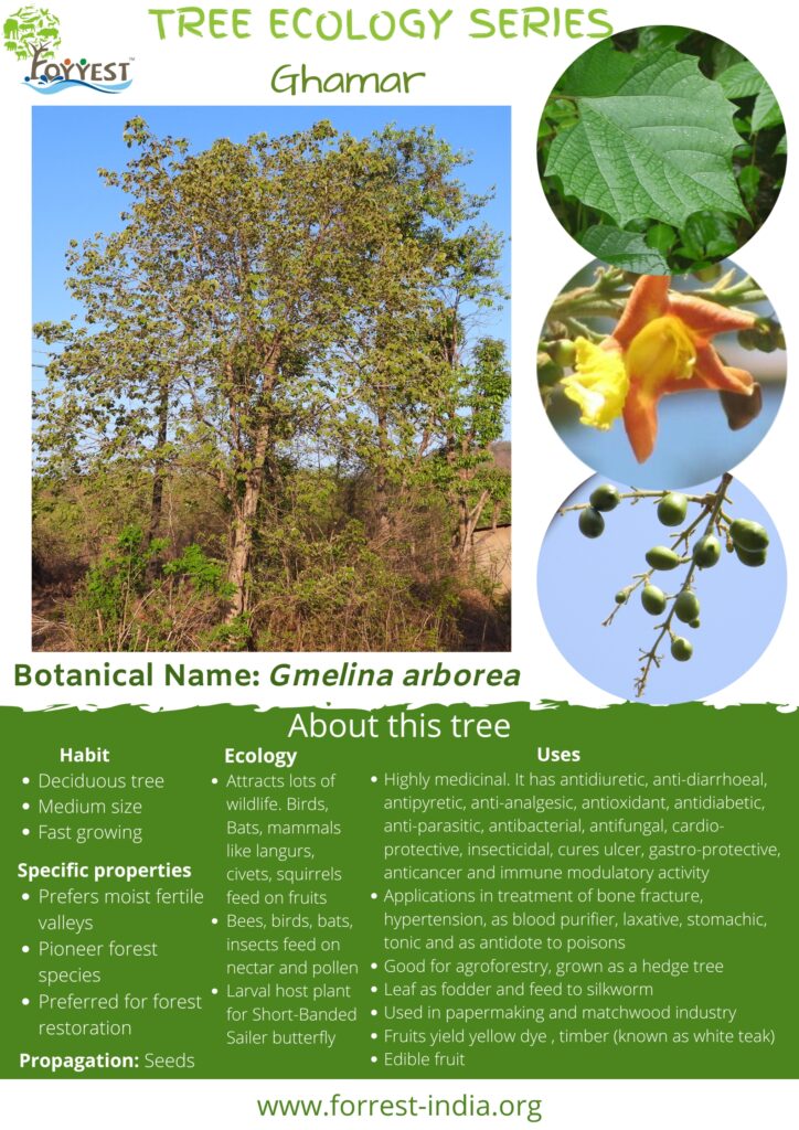 Gmelina arborea Tree ecology