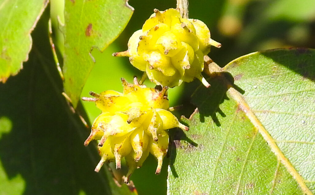 Anogeissus latifolia Fruits