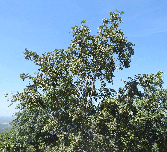 Anogeissus-latifolia