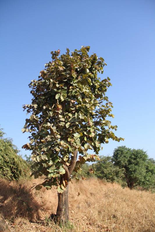 Bauhinia foveolata Tree