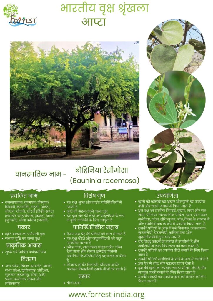 Bauhinia racemosa_TES_Hindi