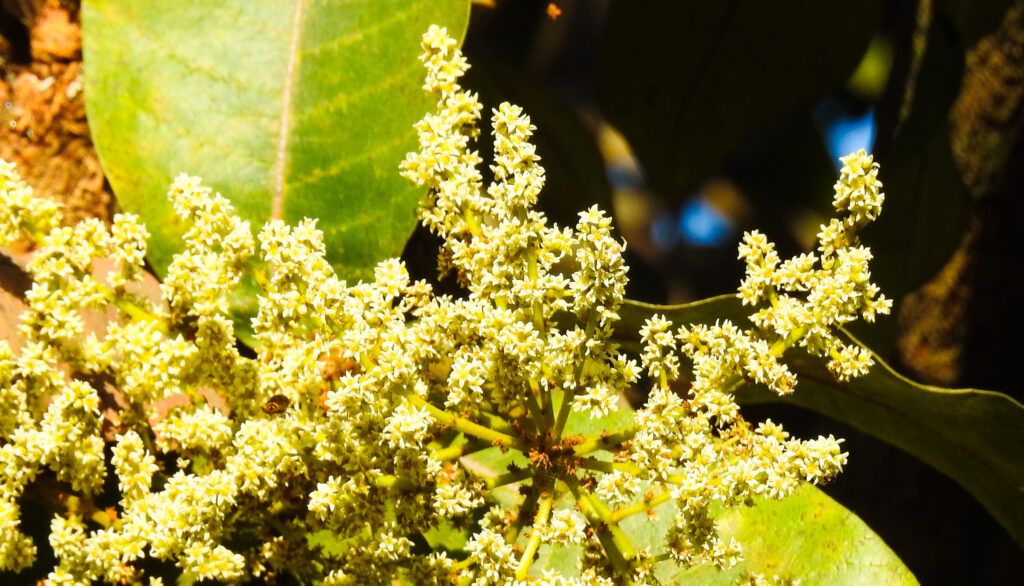 Bibba flower