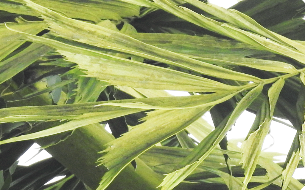 Caryota-urens-leaf