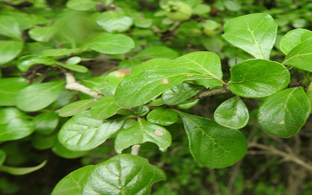 Catunaregam-spinosa-Leaf