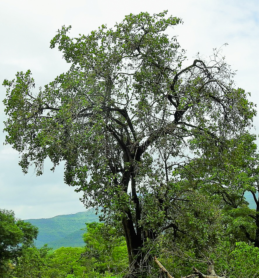 Cordia dichotoma