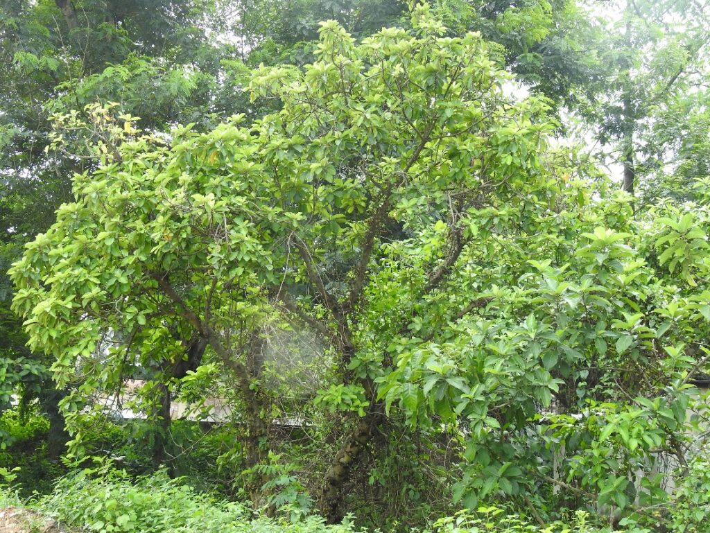 Ficus hispida.