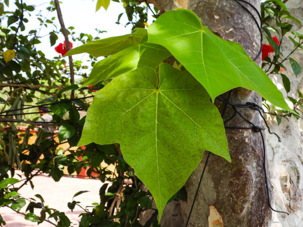 Sterculia urens