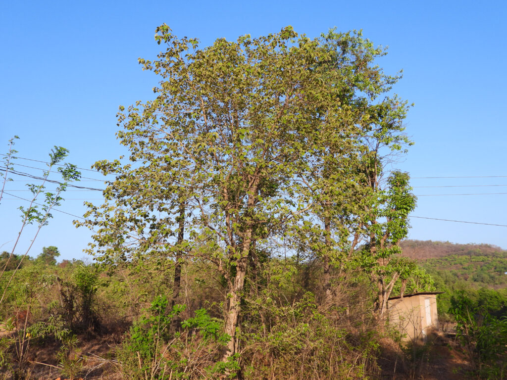 Gmelina arborea