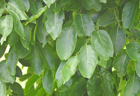 Holoptelia integrifolia Leaf