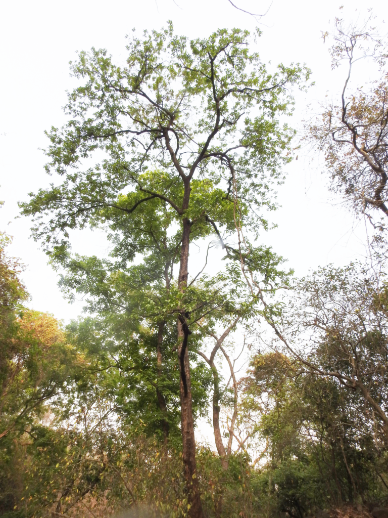 Hoom-Millusa-tomentosa-tree