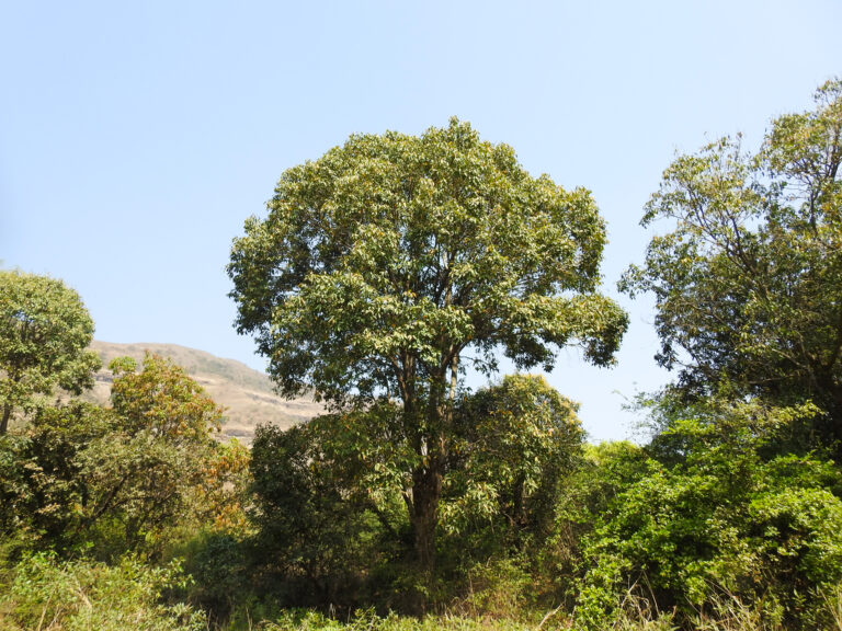 Syzygium cumini
