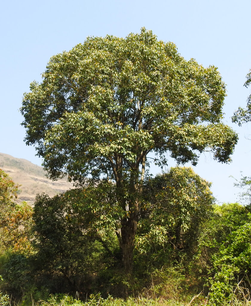 syzygium cumini
