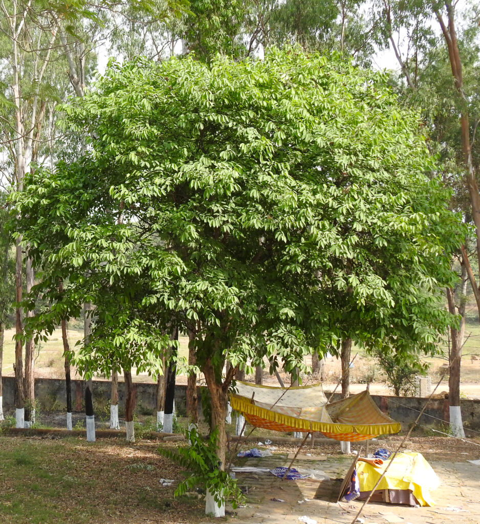 Lagerstroemia speciosa