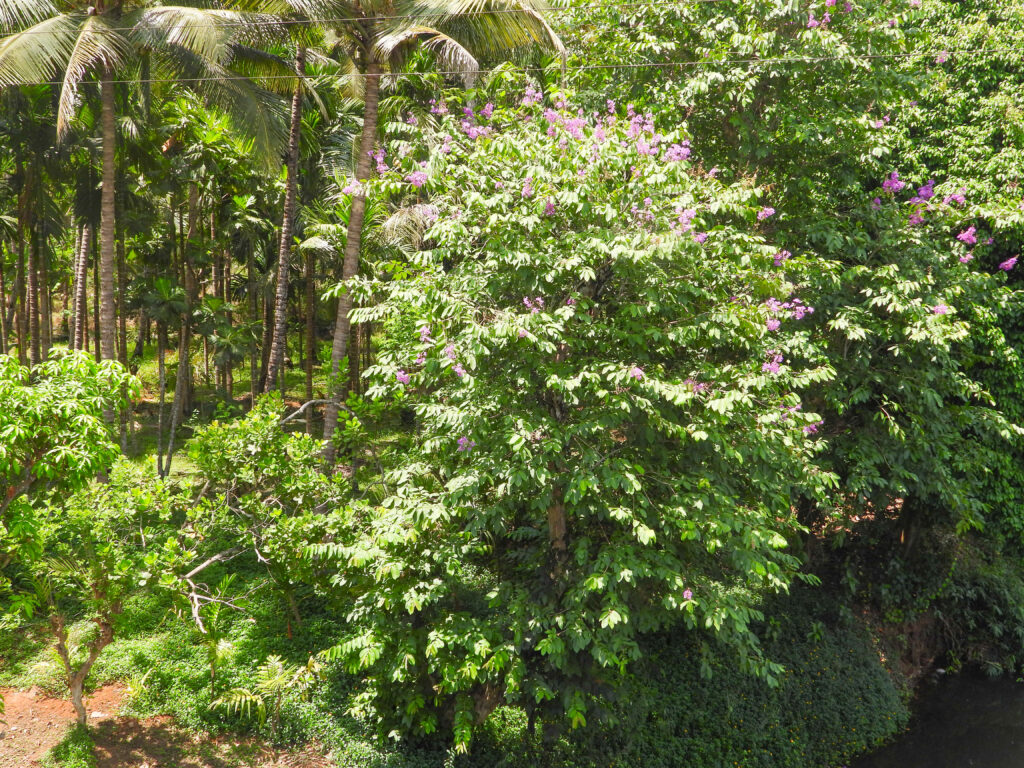 lagerstroemia speciosa