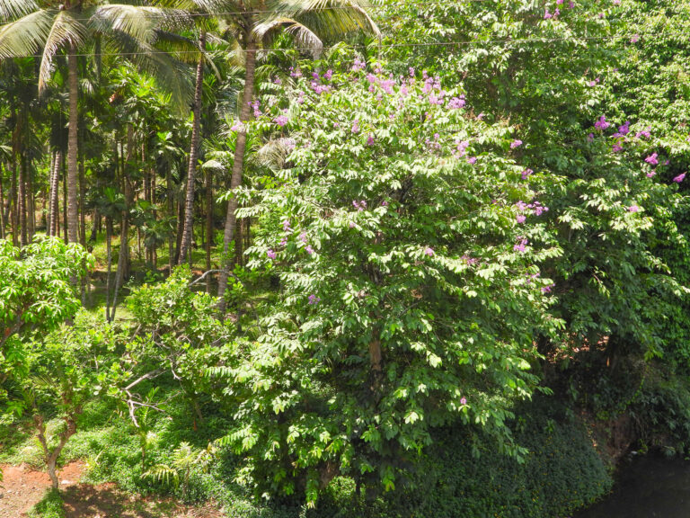 lagerstroemia speciosa