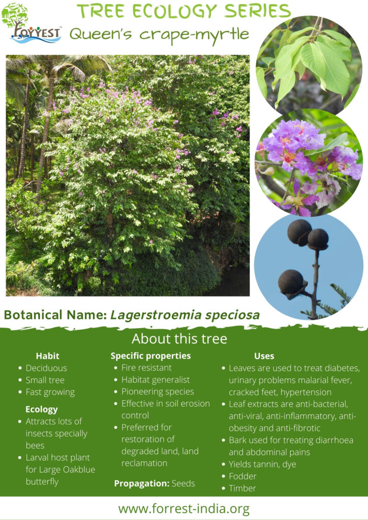 Lagerstroemia spaciosa Tree Series