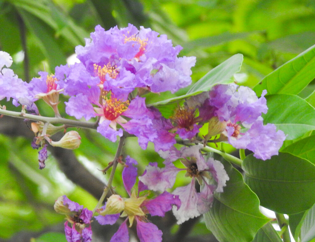 Lagerstromia indica Jarul