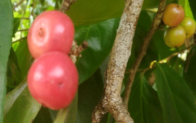 Mammea suriga fruits