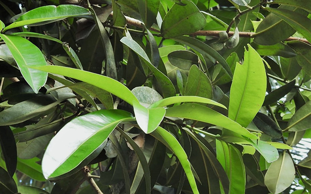 Mammea suriga leaf