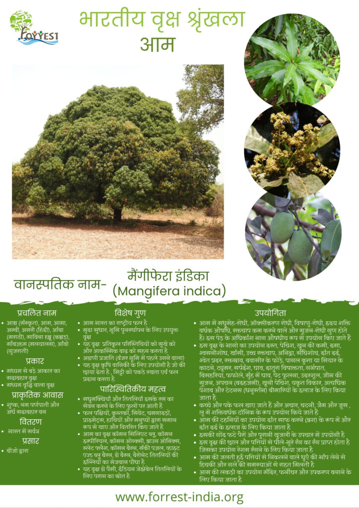 Mangifera indica TES_Hindi
