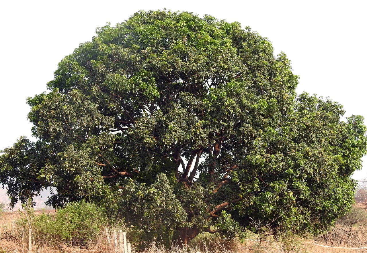 Mangifera indica - Forrest-ecology