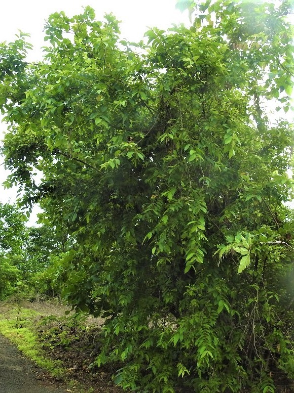 Meyna-laxiflora