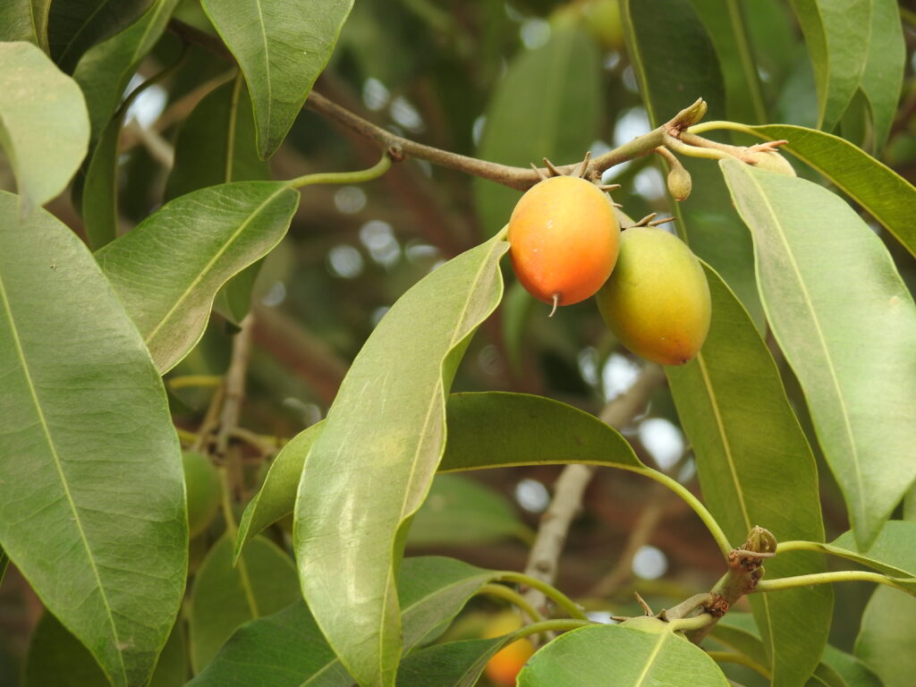 Mimuspos elengi Bakul fruit