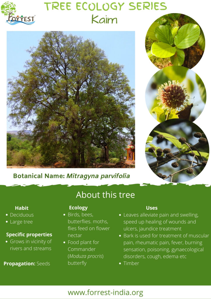 https://forrest-ecology.org/wp-content/uploads/2022/03/Mitragayna-parviflora-Tree-Series.jpg