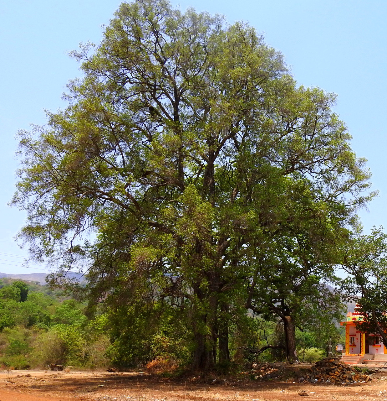 Mitragyna parvifolia - Forrest-ecology