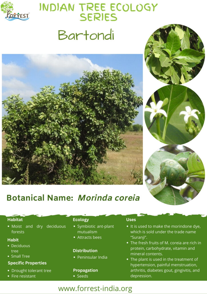 Morinda coreia Tree Ecology