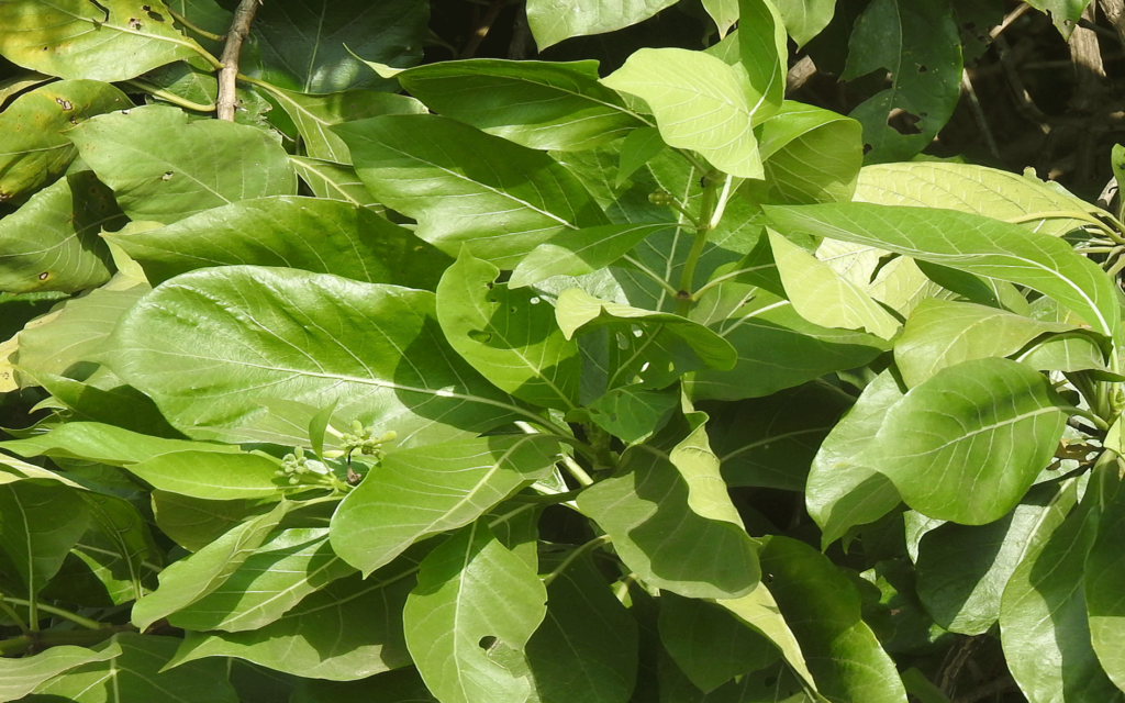 Morinda-pubescens-leaves