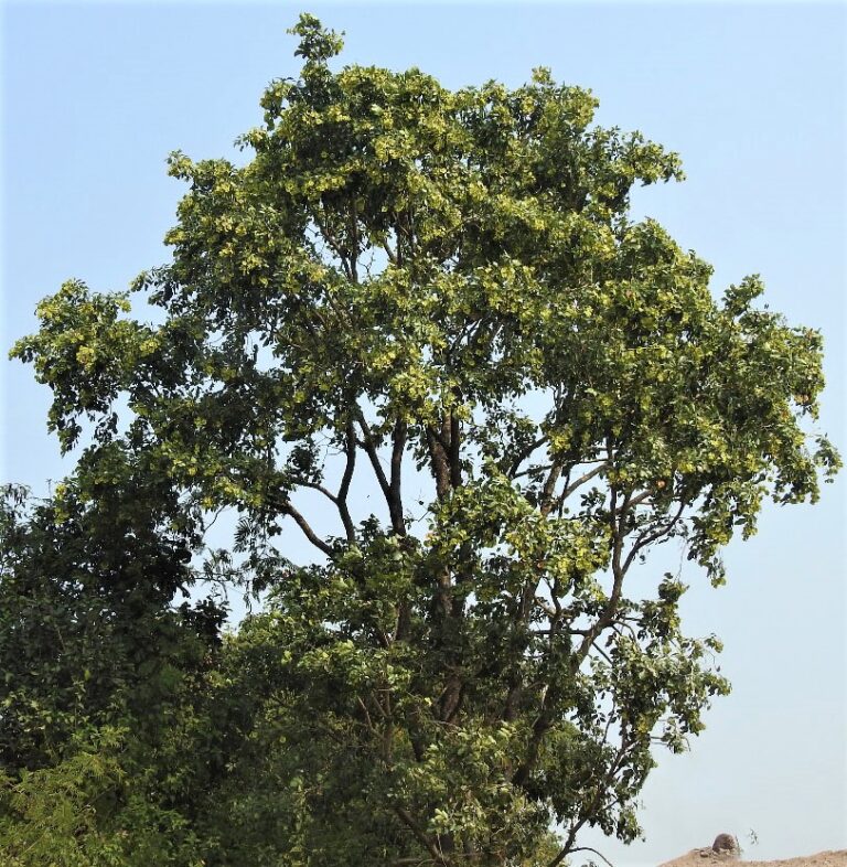 Pterocarpus marsupium