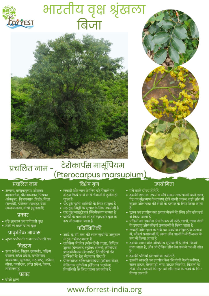 Pterocarpus marsupium _TES_Hindi