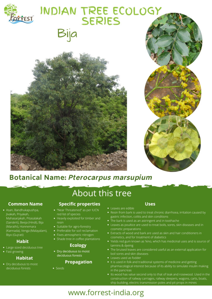 Pterocarpus marsupium_English_TES