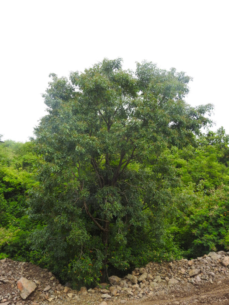 Pterocarpus marsupium_Tree