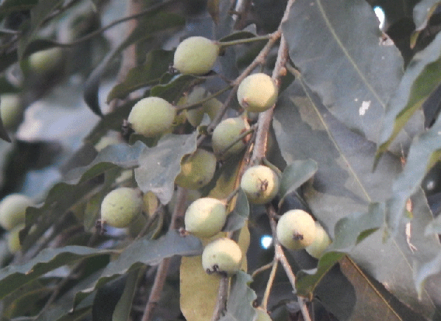 Putranjiva-roxburghii-Fruits