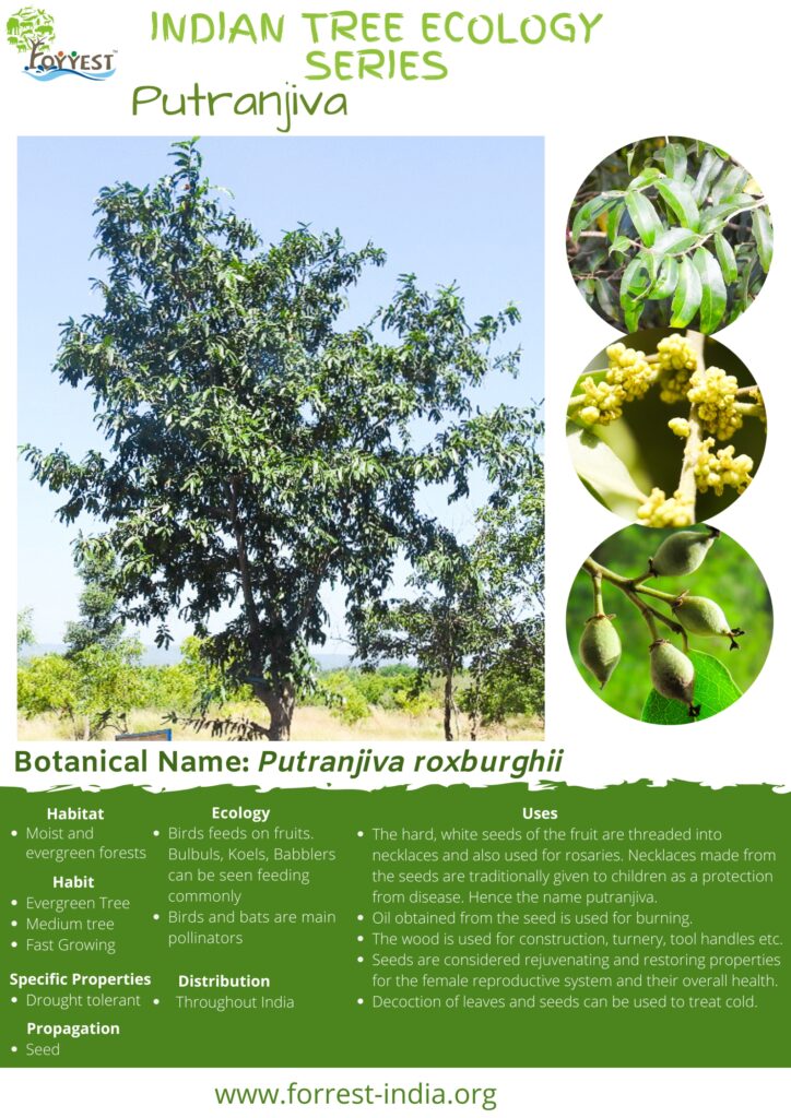 Putranjiva roxburghii Tree ecology .