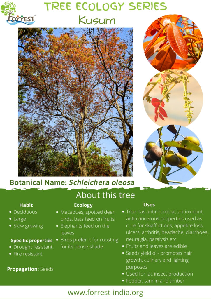 Schleichera oleosa Tree Series