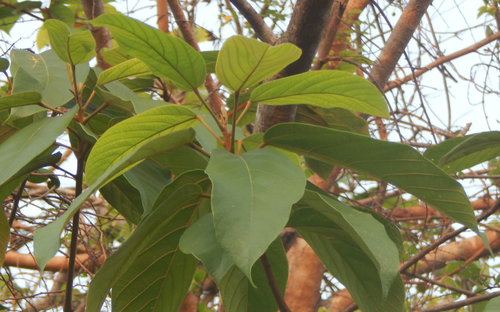 Sterculia-guttata-Leaf