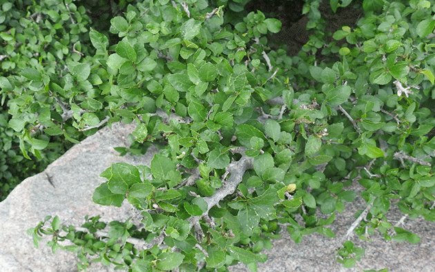 Streblus-asper-Leaf