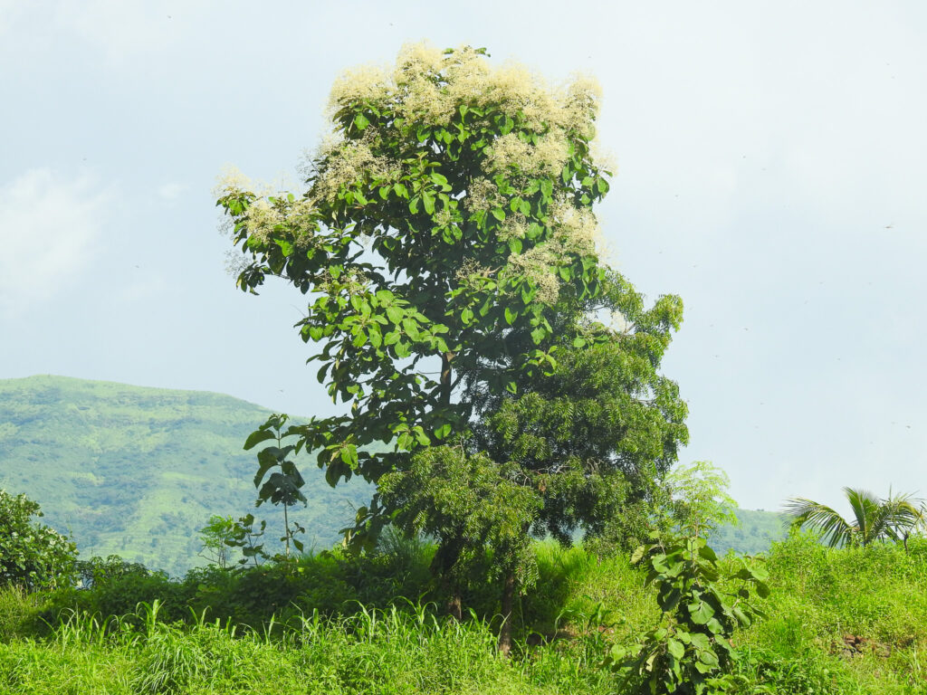 Teak Saagwan Tree