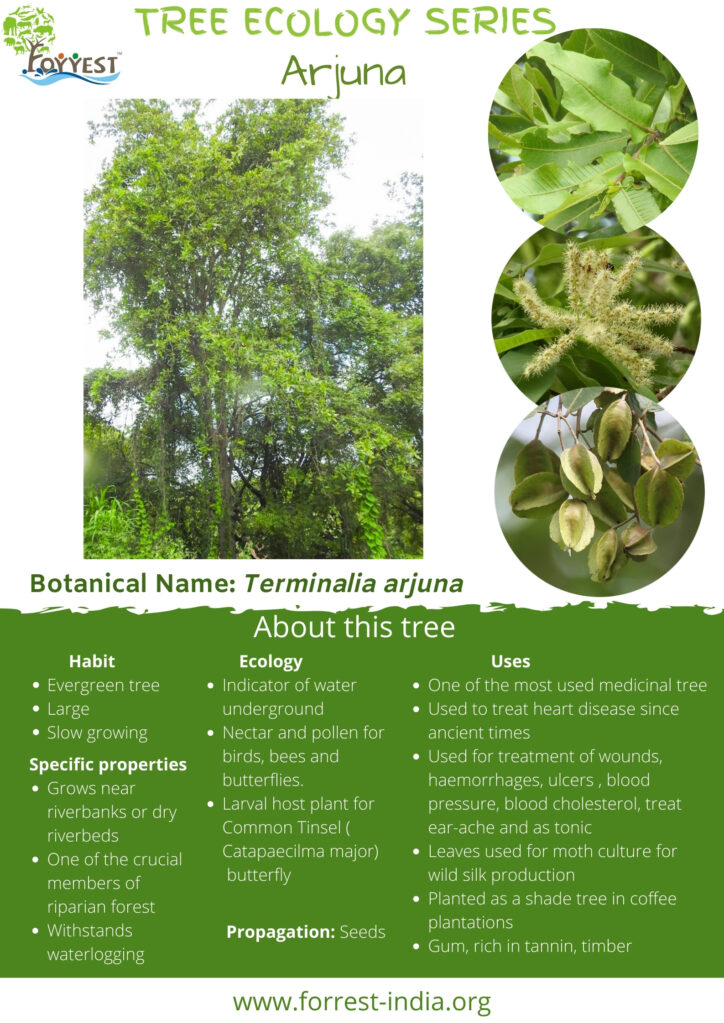 Terminalia arjuna Tree Series