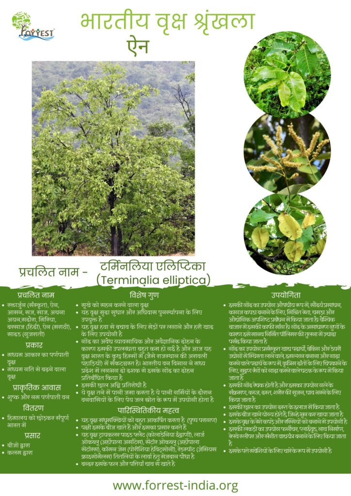 Terminalia elliptica _TES_Hindi