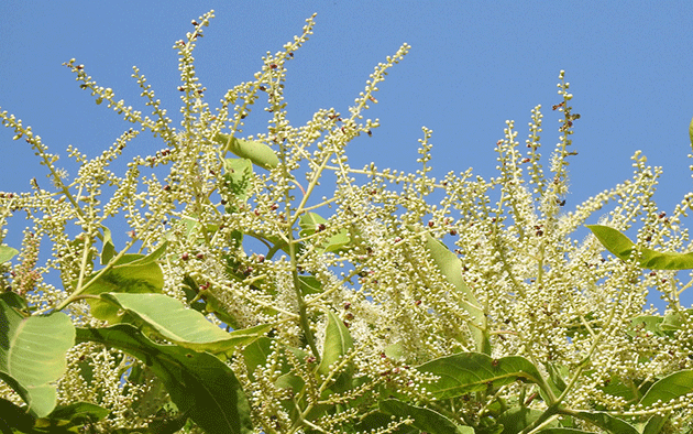 Terminalia-paniculata-Flower