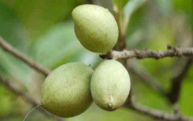 Xantolis-tomentosa-Fruit