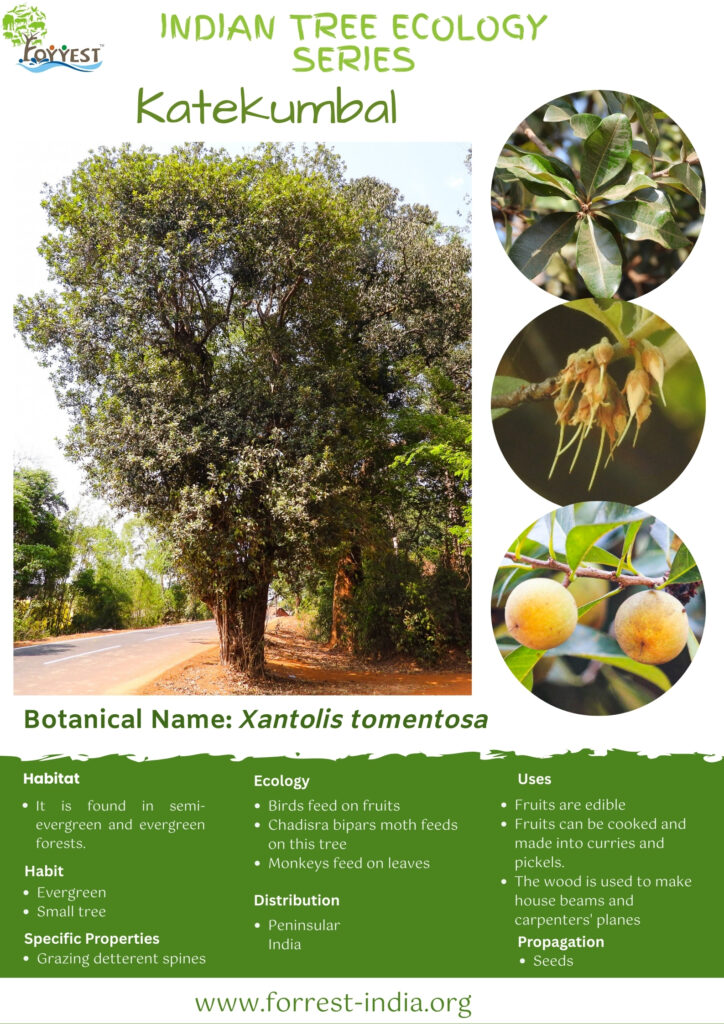 Xantolis tomentosa Tree Ecology .