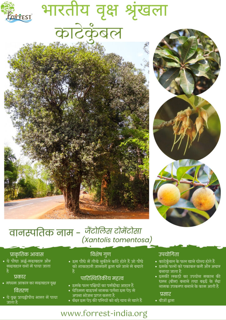 Xantolis tomentosa Tree series Hindi