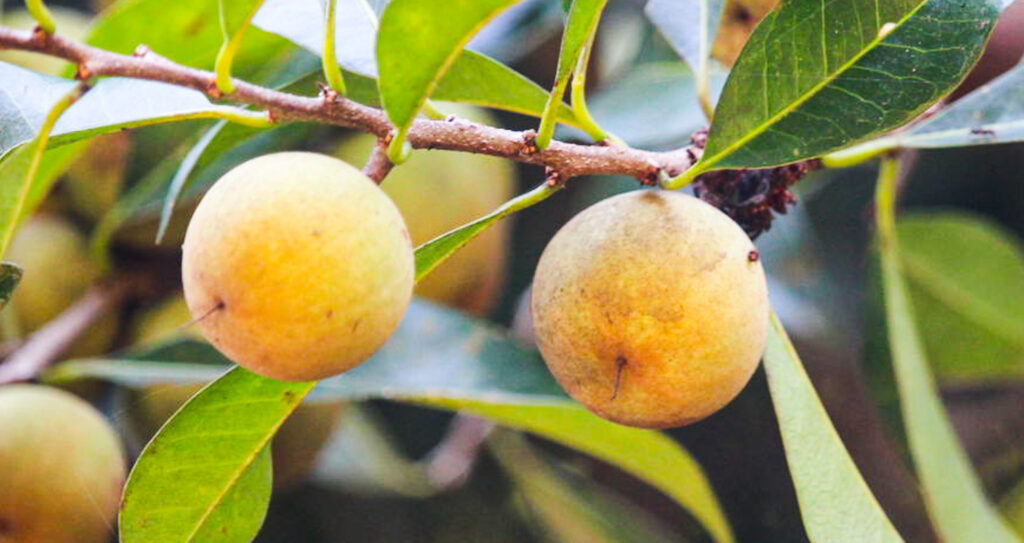 Xantolis tomentosa fruit-3